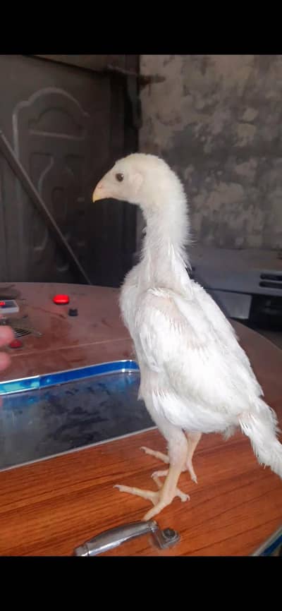 | Shamo chicks | German shamo chicks | White shamo |