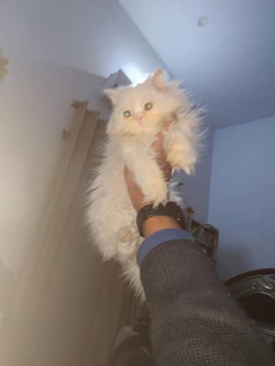 extreme Punch face Tripp coated kitten for sale