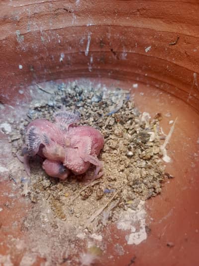 black eyes Australian