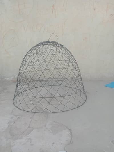 pure aseel hen 2times bachy nikaly hain