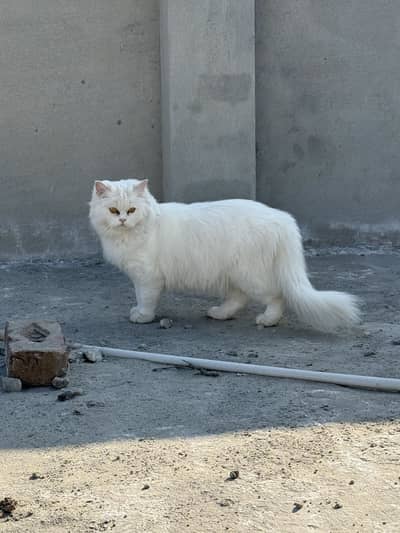 Persian cats pair ready to breed