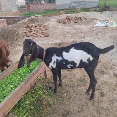 Amratsari path fresh 4 dant