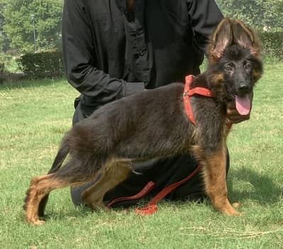 German shepherd pipes for sale 03478614132 call whatsap