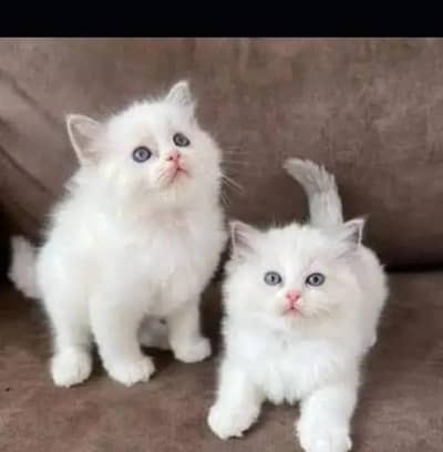 Persian cat for sale my WhatsApp number  0324-12-95-120