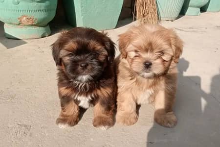 Shihtzu Puppy / Puppy For Sale / Shihtzu / dog / dog for sale /poodle