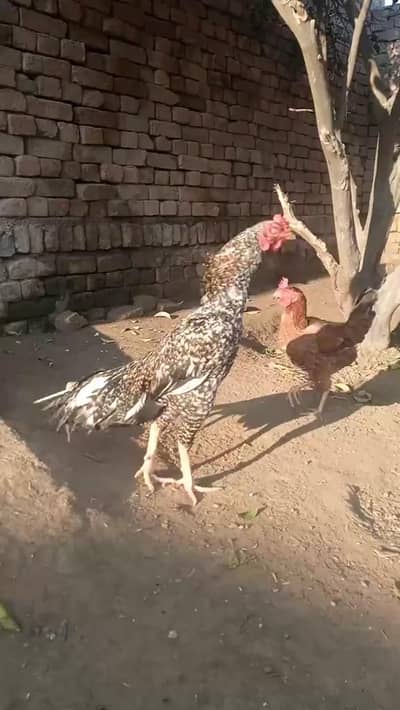 Ma Sh Allah My home hatch  Cheena patha for sale Indiana Koko color.