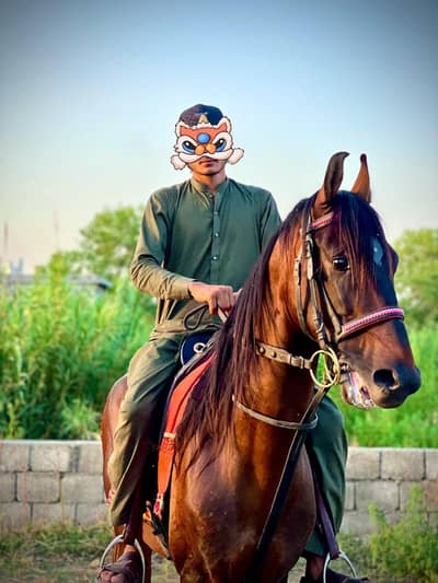 kumait horse for urgent sale