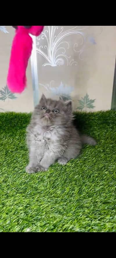 Persian kitten triple long coat and littler Trend/0331/7823482/