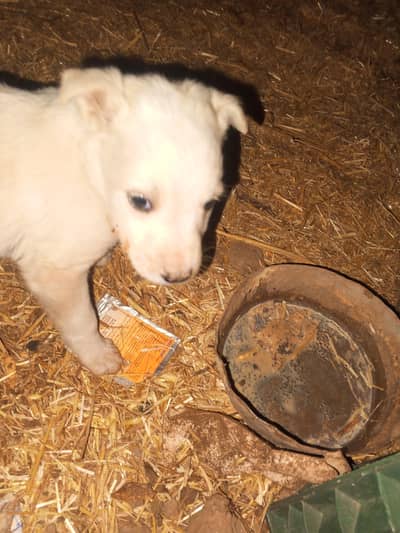 small full white پستہ چھنو