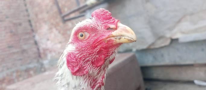 Kamalya x shamo male /0325,8291,855