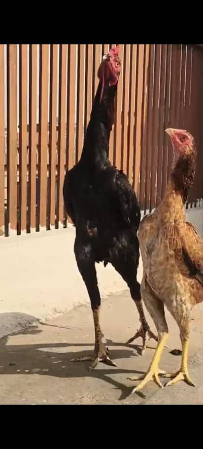 o shamo jawa colar heldi active home breed arjunt sel 03170502048