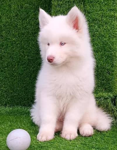 Siberian husky puppies for sale dog 0313=4934=962