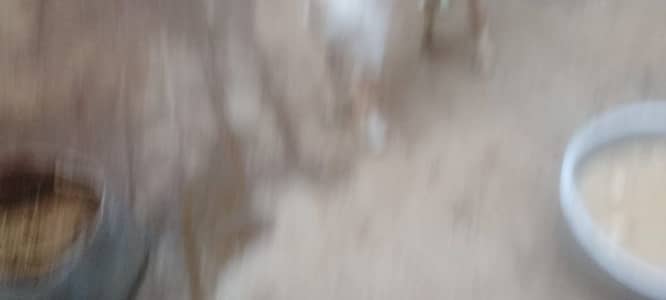 Qurbani 2026 k liye(03122741593)