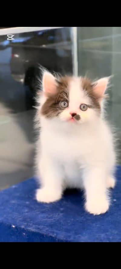 Persian kitten triple long coat and littler Trend/0331/7823482/