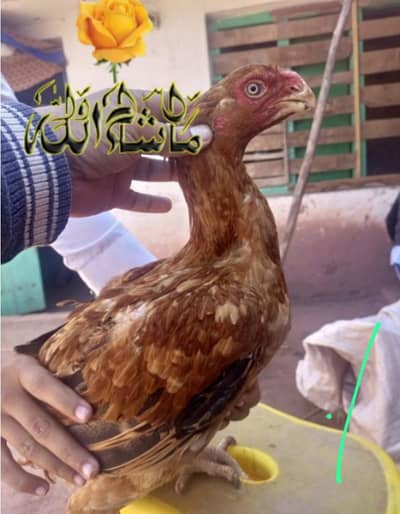 Parrot Beak Eggs 03139874002