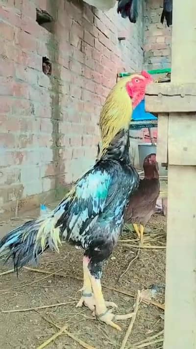 high quality aseel 03"25"6598"109