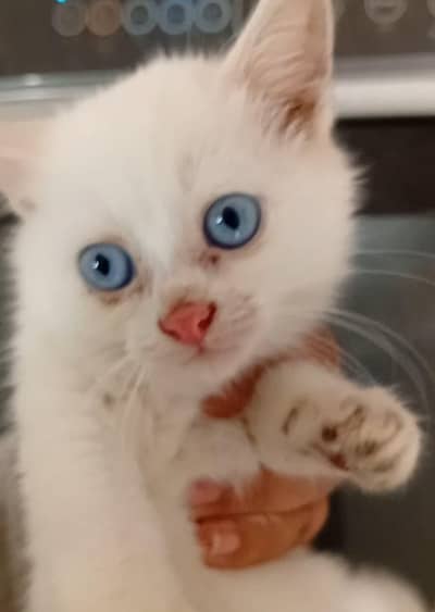 persian kittens long coat full white and black and white