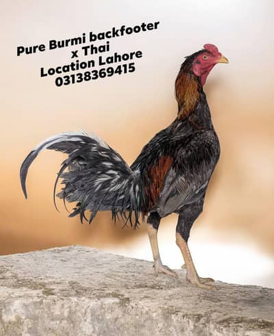 pure Thai aseel/Aseel murgha/Aseel