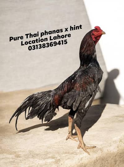 pure Thai aseel/Aseel murgha/Aseel