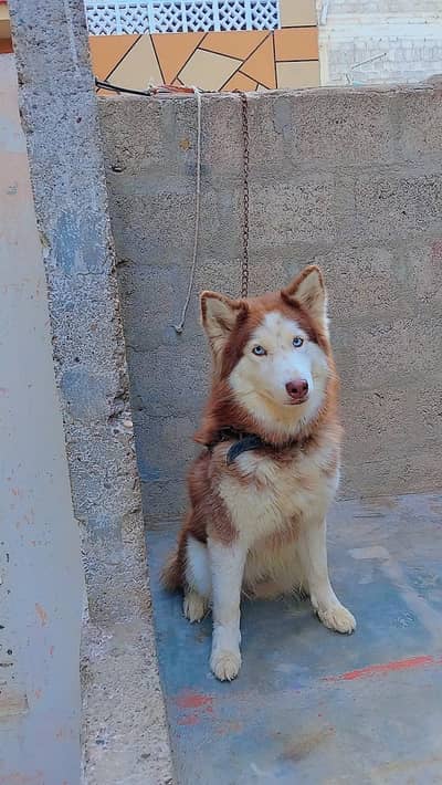 Siberian husky female KCP pedigree