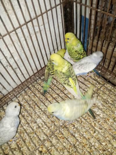 15 breedee with chiks