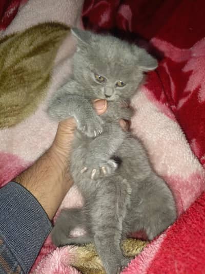 Persian grey kitten