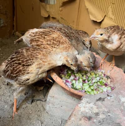 tttttteeeetttaaarrrr