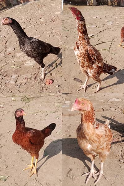 Mianwali/Thai/Lasani Aseel Madian