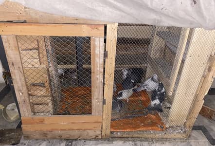 Cage for sell also  kaboter