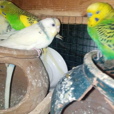 australin pair with cage and doli