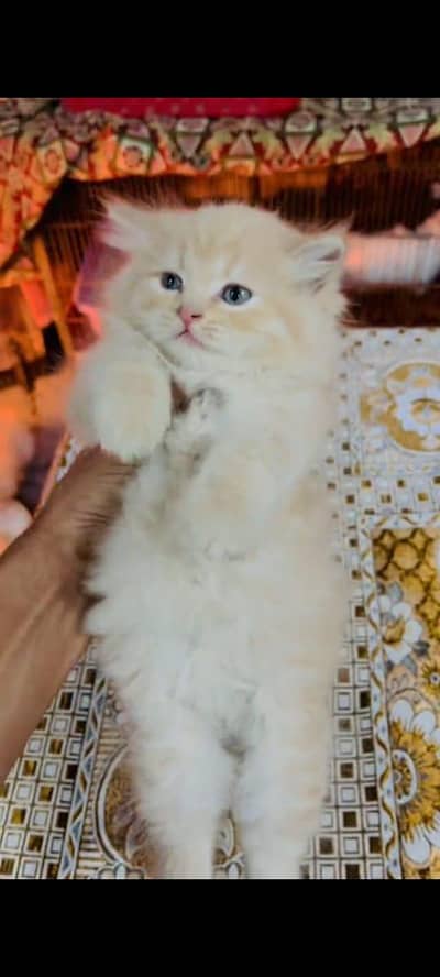 Persian kitten triple long coat and littler Trend/0331/7823482/
