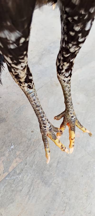 health and active high quality