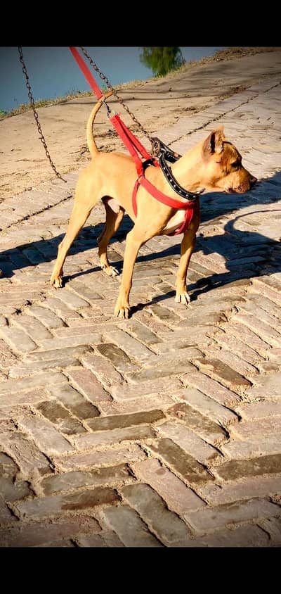 Pitbull chars gultair