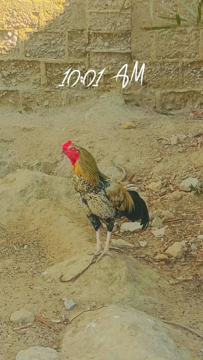 HIGH QUALITY PATA FOR SALE