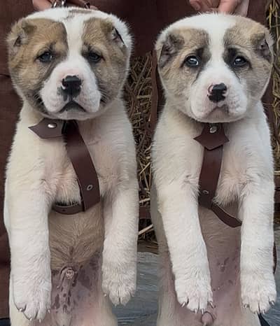King kurdish kangal pair / Alabai Pair / security Dog / Afghan Kochi