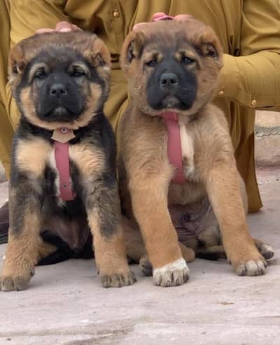 Turkish kangal pair dabal hadi Havey bone stacture security dogs for