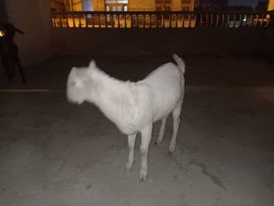 PURE WHITE GULABI TEDDY PAIR AND TAPRI FEMALES. WHATSAPP= 0335-8111804