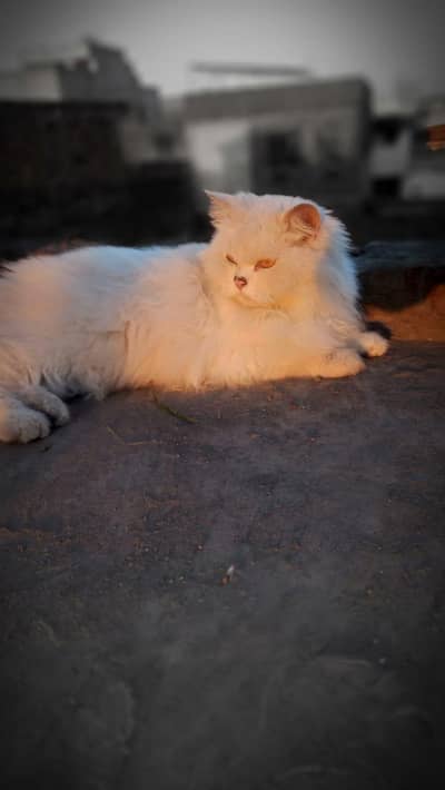 Persian cat white colour