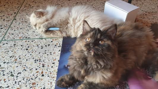 persian+mainecoon breed