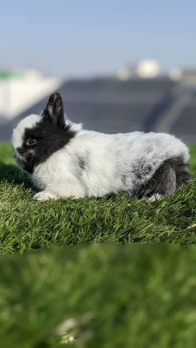 Supreme Quality Dutch dwarf bunny, Dwarf rabbit