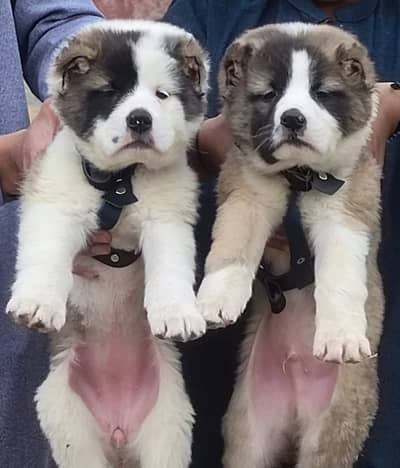 Alabai Pair / security Dog / Afghan Kochi / King kurdish kangal pair