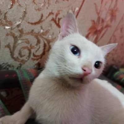 White Cat with Different Eyes (Brown & Blue)
