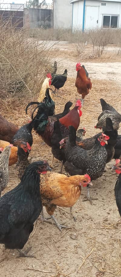 Ghar Ke pale Hue Mishri Golden murgiyan Ande Dene Wali