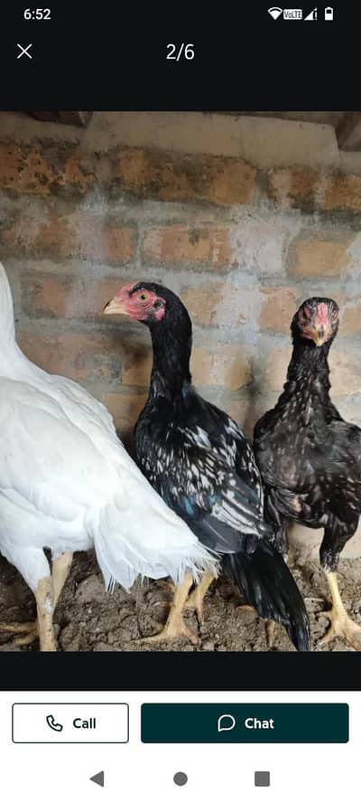 achey quality wali chez ha 0317.9682. 115