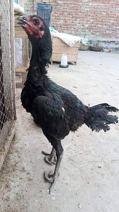 thai pakoya female 03209745706