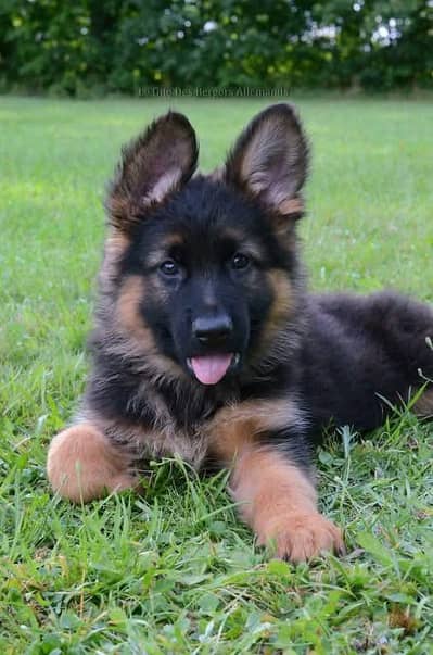 German Shepard puppy dog