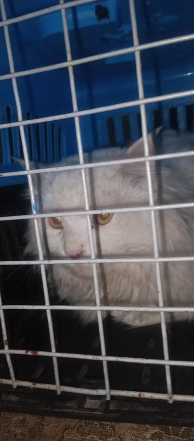 persain cat triple coat