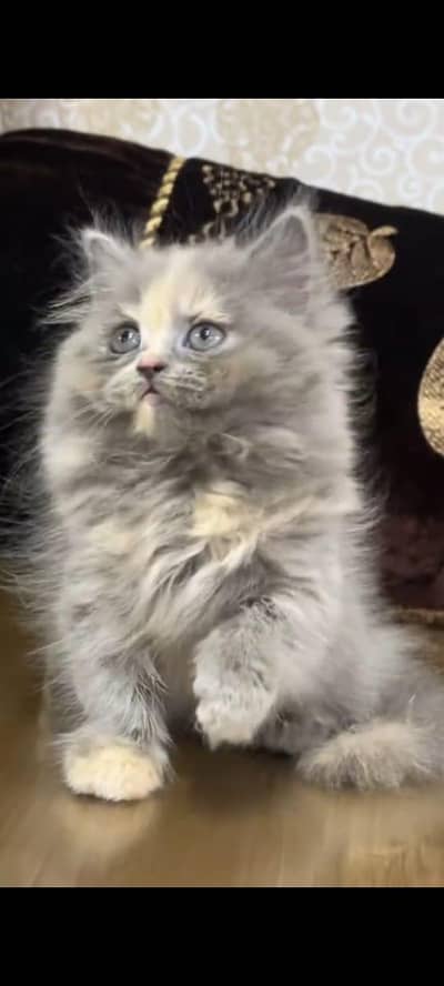 Persian kitten triple long coat and littler Trend/0331/7823482/