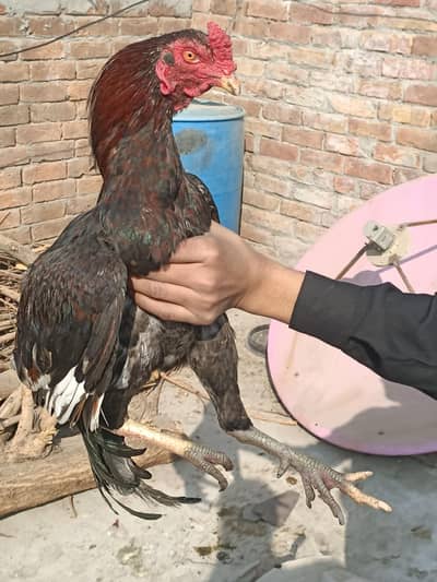 Aseel patha for sale