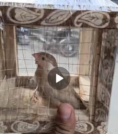 foun java for sale breeder pair